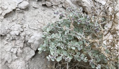 Живучее растение из Долины Смерти поможет человечеству пережить климатический кризис