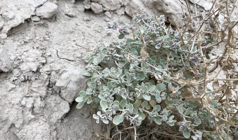 Живучее растение из Долины Смерти поможет человечеству пережить климатический кризис