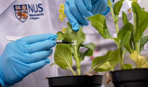 Уколы для листьев: учёные научились «прививать» растения полезными бактериями