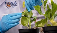 Уколы для листьев: учёные научились «прививать» растения полезными бактериями