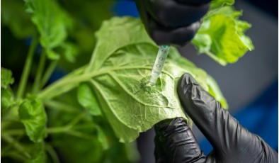 Броня для растений: создан спрей, защищающий урожай от бактерий и засухи