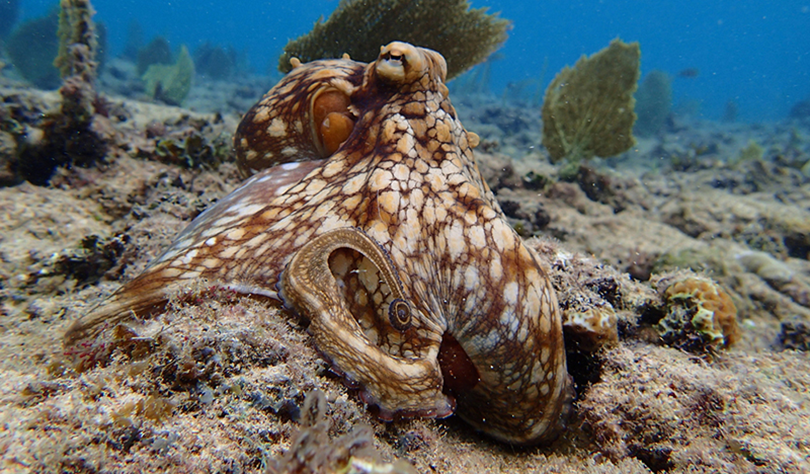 Создан материал, по команде меняющий цвет, текстуру и форму, как осьминог