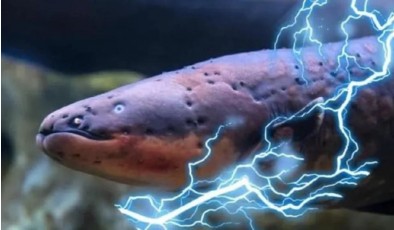Гидрогель вместо батарейки: как электрический угорь вдохновил новую технологию