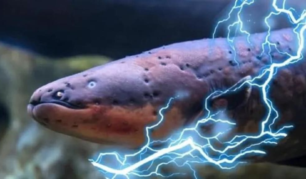Гидрогель вместо батарейки: как электрический угорь вдохновил новую технологию