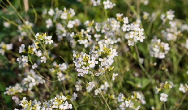 Растения держатся вместе: прикосновение листьев помогает им пережить стресс