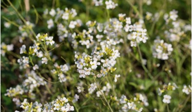 Растения держатся вместе: прикосновение листьев помогает им пережить стресс