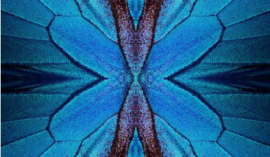 Структура в форме крыльев бабочки защищает от перегрузок крылья самолетов и здания