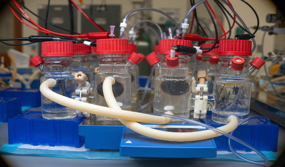 Бактерии вместо лабораторного оборудования: создана электрическая система обнаружения веществ