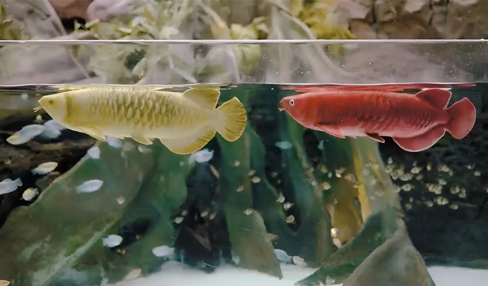 Представлены гиперреалистичные роботизированные аквариумные рыбки