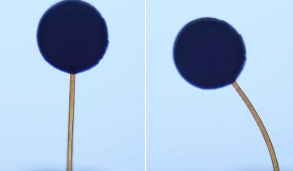 Врачи размером с песчинку: учёные создали 3D-печатных мягких магнито-ботов