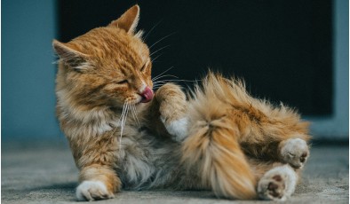 Кошки не виноваты: исследование опровергло миф о том, что шерсть вызывает астму