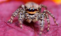 Пауки подсказали, как создать сверхэкономичную камеру глубины SpiderCam