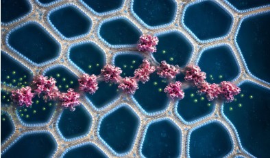 3D-печатный биоматериал может применяться в робототехнике и медицине
