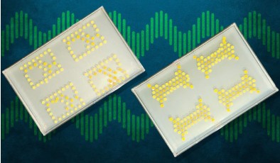 Бактерии научились работать как транзисторы и считать внутри растений