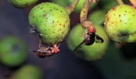 Google оцифровал нервную систему мухи — и разработчики уже научили её играть в Doom