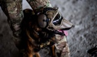 Warhound создаёт генетически усовершенствованных собак для войны и спасателей