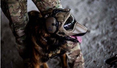Warhound создаёт генетически усовершенствованных собак для войны и спасателей